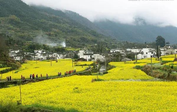 【3月7日·仅此一天·女性免门票】世遗三清山·醉美乡村婺源·品质纯玩二日游