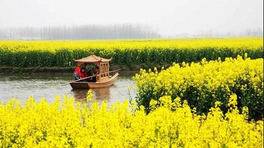 扬州瘦西湖+船游兴化千岛油菜花海、打卡夫子庙、东关街、游南京“春牛首”双飞3日游